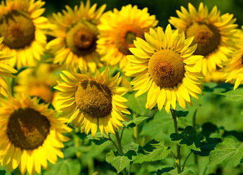 Similar image 7511255