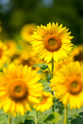 Similar image 7511278