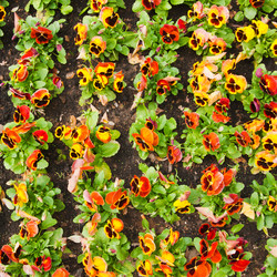 Similar image 7511408