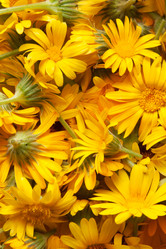 Similar image 7511435