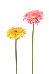 Similar image 7511502