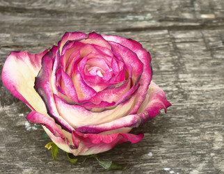 Similar image 7511985