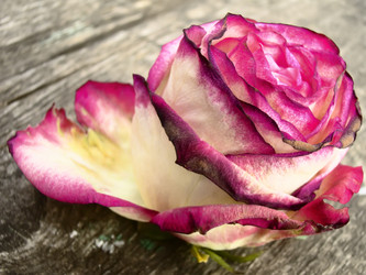 Similar image 7512160