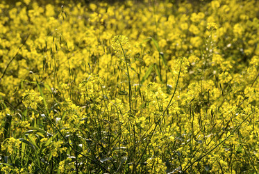 Similar image 7513282