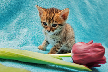 Similar image 7513441