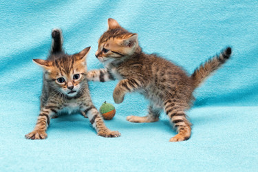 Similar image 7513448