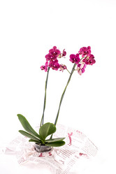 Similar image 7514355