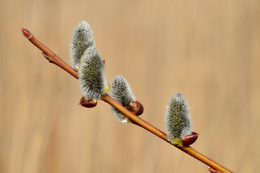 Similar image 7515357