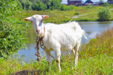 Similar image 7515388