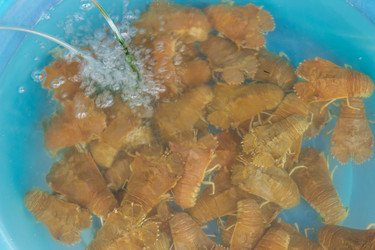 Similar image 7515705