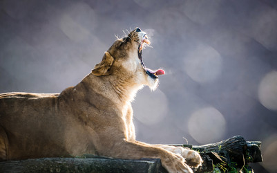 Similar image 7516259