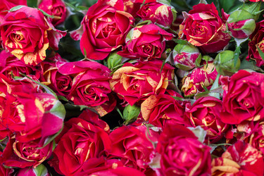 Similar image 7542115