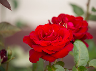 Similar image 7542235