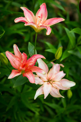 Similar image 7542264