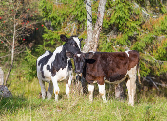 Similar image 7542463