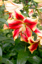 Similar image 7542561