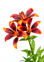 Similar image 7542604