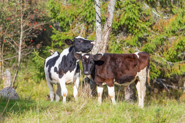 Similar image 7543281