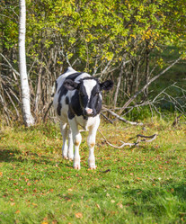 Similar image 7543304