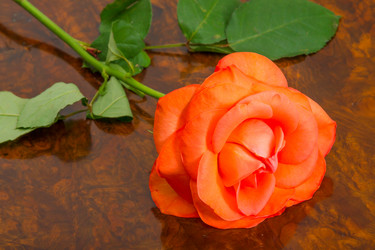 Similar image 7543332