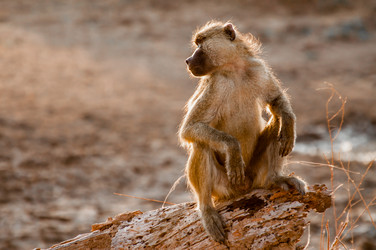 Similar image 7545376