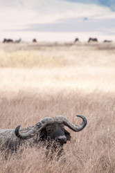 Similar image 7545381