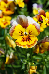 Similar image 7571378