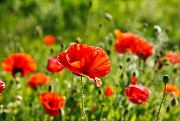 Similar image 7585126