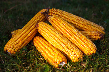 Similar image 7585678