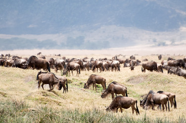 Similar image 7589369