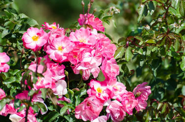 Similar image 7594315