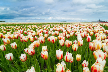 Similar image 7596610