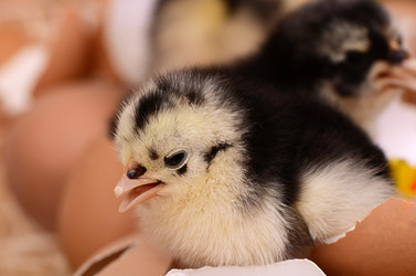 Similar image 7636973