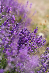 Similar image 7638582