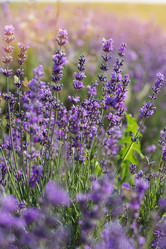 Similar image 7638583