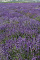 Similar image 7638585