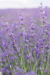 Similar image 7638587