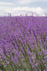 Similar image 7638595