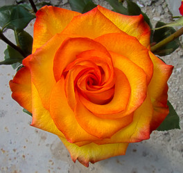 Similar image 7640117