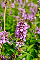 Similar image 7644223