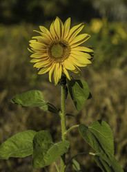 Similar image 7647031