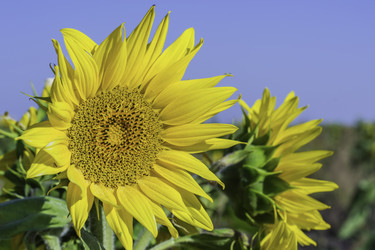 Similar image 7647061