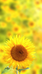 Similar image 7685125