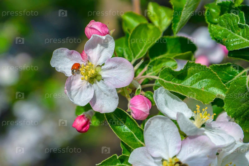 Фотография на тему Цветущие ветви яблони | PressFoto