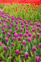 Similar image 7690077