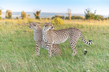 Similar image 7690775