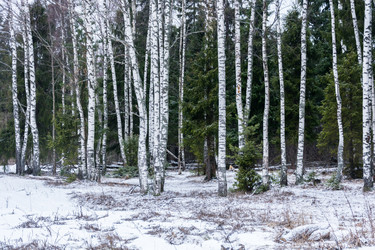 Similar image 7729545