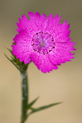 Similar image 7730784