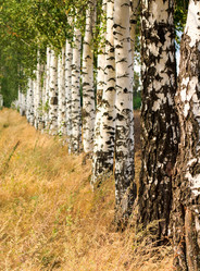 Similar image 7734273