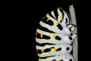 Similar image 7736035